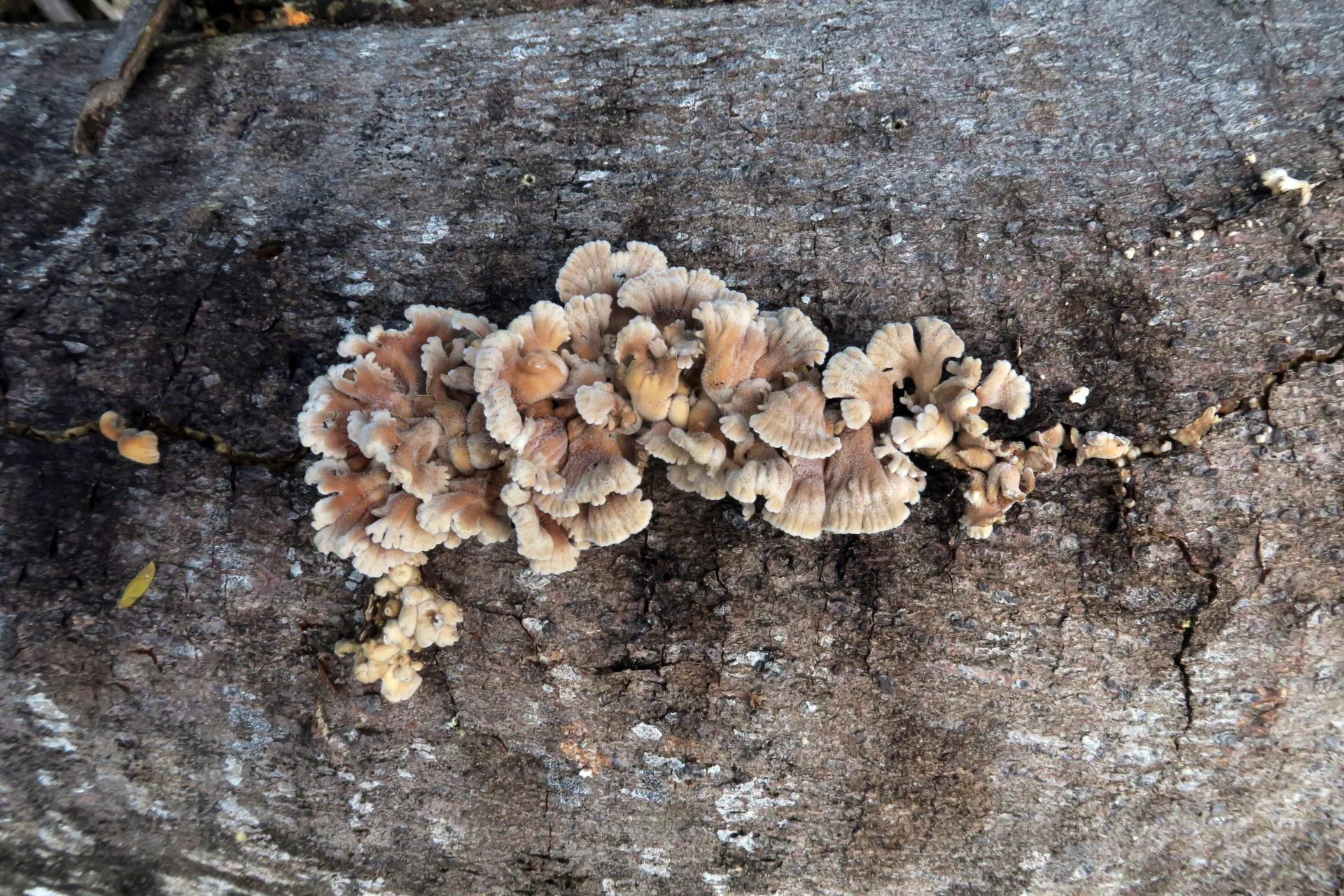 Schizophyllum commune - 1 - IMG_0257
